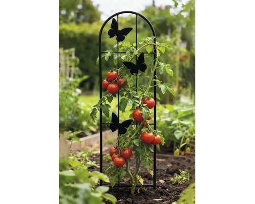 Tuteur en métal noir avec papillons, de forme arquée, utilisé dans un jardin avec un plant de tomate.