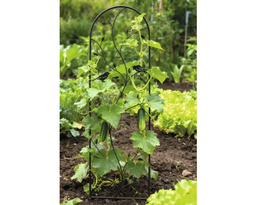 Treillage décoratif en métal noir avec motifs d'oiseaux dans un jardin lumineux, soutenant un plant de concombre en pleine croissance.