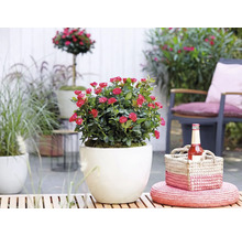 Zwergrose mit roten Blüten in weißem rundem Übertopf auf einer sonnigen Terrasse mit Gartenmöbeln und Korbdekoration.