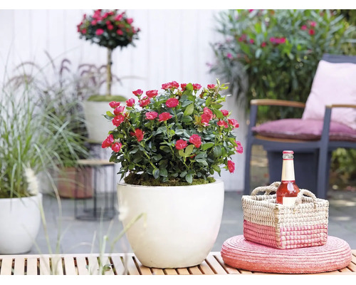 Zwergrose mit roten Blüten in weißem rundem Übertopf auf einer sonnigen Terrasse mit Gartenmöbeln und Korbdekoration.