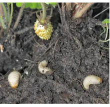 Larven von Gartenschädlingen in der Erde neben einer Erdbeerpflanze.