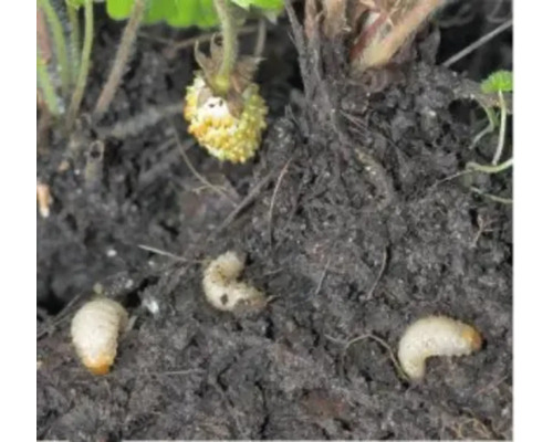 Larven von Gartenschädlingen in der Erde neben einer Erdbeerpflanze.