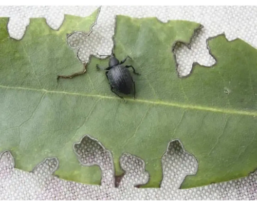 Ein Dickmaulrüssler auf einem grünen Blatt mit typischem buchtenförmigem Fraßschaden an den Rändern.