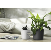 Deux pots de fleurs cylindriques sur une table devant un canapé, un clair et un foncé, plantés d'une succulente et d'une fougère.