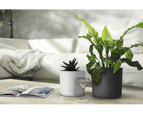 Deux pots de fleurs cylindriques sur une table devant un canapé, un clair et un foncé, plantés d'une succulente et d'une fougère.