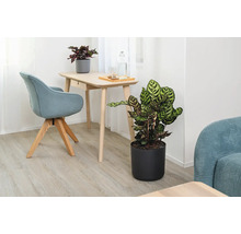 Une plante d'intérieur Calathea dans un cache-pot rond près d'un bureau dans un salon lumineux et moderne.