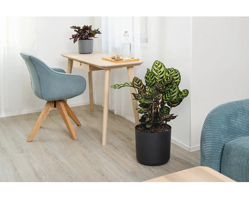 Une plante d'intérieur Calathea dans un cache-pot rond près d'un bureau dans un salon lumineux et moderne.
