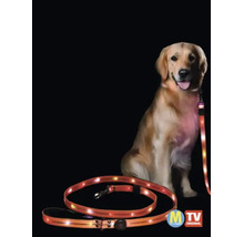 Laisse lumineuse pour chien avec éclairage LED intégré pour une meilleure visibilité dans l'obscurité pour un chien.