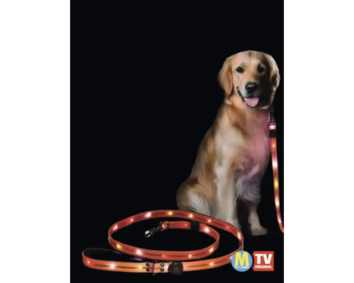 Laisse lumineuse pour chien avec éclairage LED intégré pour une meilleure visibilité dans l'obscurité pour un chien.