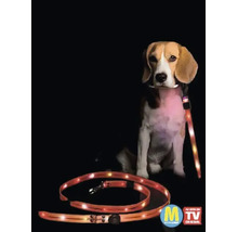 Un chien de race Beagle porte une laisse pour chien LED lumineuse avec interrupteur intégré pour une meilleure visibilité dans l obscurité.