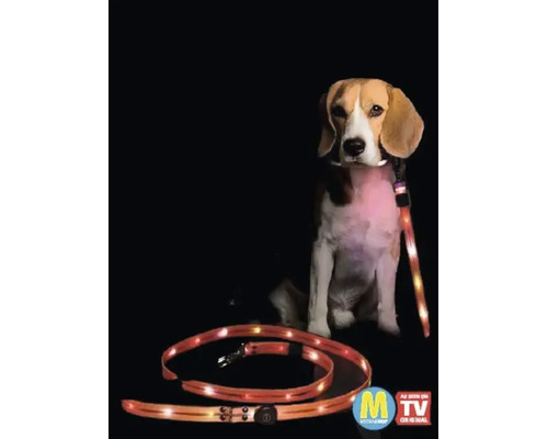 Un chien de race Beagle porte une laisse pour chien LED lumineuse avec interrupteur intégré pour une meilleure visibilité dans l obscurité.