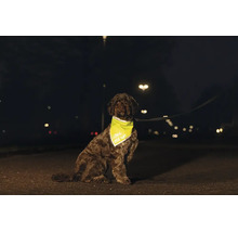 Un chien portant un bandana lumineux pour une meilleure visibilité dans l obscurité en laisse sur un trottoir.