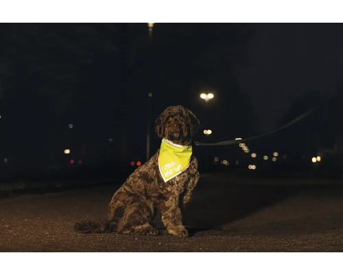Un chien portant un bandana lumineux pour une meilleure visibilité dans l obscurité en laisse sur un trottoir.