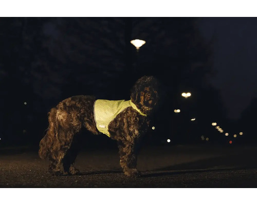 Chien portant un gilet réfléchissant la nuit pour une meilleure visibilité et sécurité lors des promenades