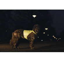 Chien portant un gilet de sécurité réfléchissant dans l obscurité à l extérieur.