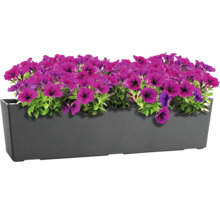 Jardiniere rectangulaire en plastique avec des petunias violets