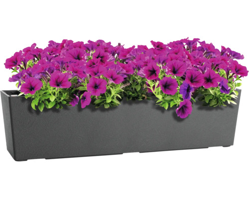 Jardiniere rectangulaire en plastique avec des petunias violets