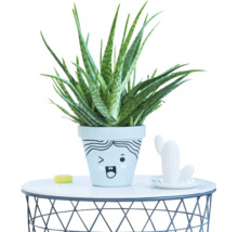 Plante Aloe Vera dans un pot de fleurs avec un visage dessiné sur une table ronde en fil métallique.