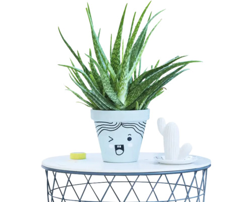 Plante Aloe Vera dans un pot de fleurs avec un visage dessiné sur une table ronde en fil métallique.