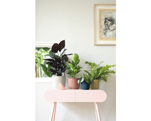 Diverses plantes d''intérieur dans des pots sur une table