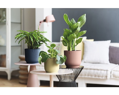 Plantes d''intérieur décoratives dans des pots structurés sur des tables d''appoint dans un salon.
