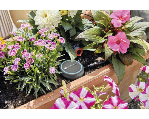 Jardinière avec système d''irrigation et différentes plantes à fleurs