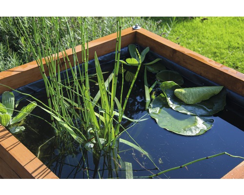 Petit bassin avec plantes aquatiques dans un cadre en bois