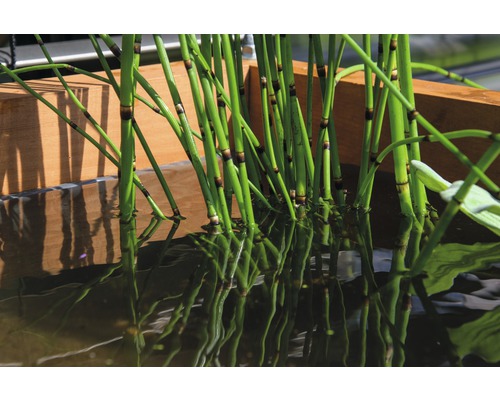 Prêle dans un bassin d''eau avec des racines dans l''eau