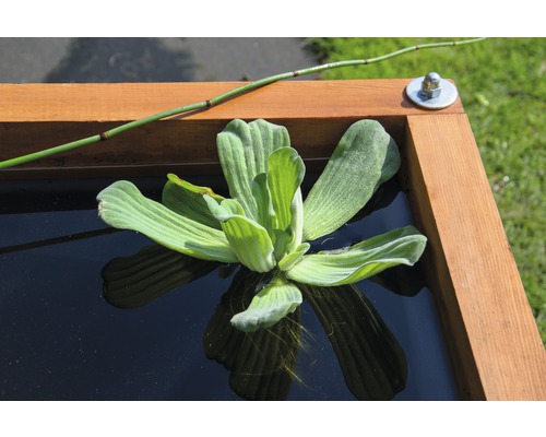 Gros plan d''une laitue d''eau dans un bassin avec un cadre en bois