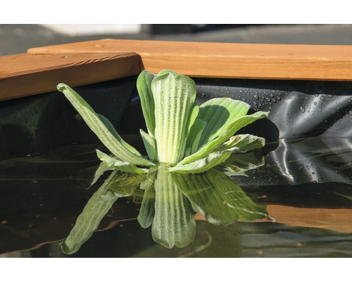 Jacinthe d''eau dans un bassin avec bordure en bois