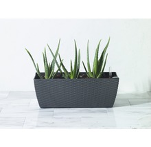 Aloe Vera Pflanzen in einem Pflanzgefäß