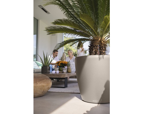 Szene mit einer Zierpalme in einem Pflanzgefäß im Freien und einer Gruppe von Menschen im Hintergrund