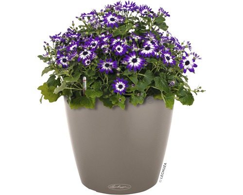 Arrangement floral avec des fleurs violettes dans un pot de fleurs gris