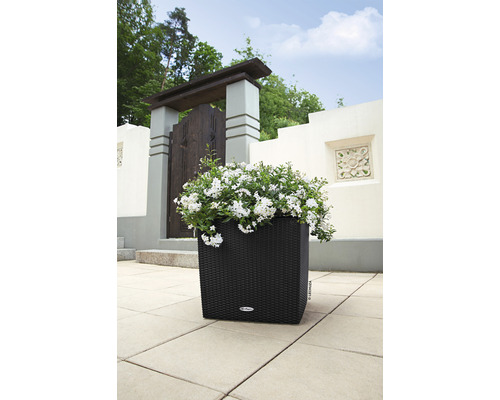 Schwarzer Pflanzkasten mit weißen Blüten im Garten