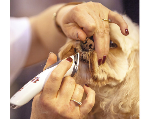 Hund wird mit einer Haarschneidemaschine getrimmt