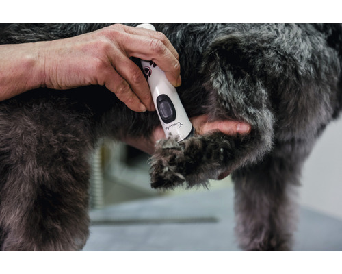 Hundepflege mit einer Haarschneidemaschine für Hunde