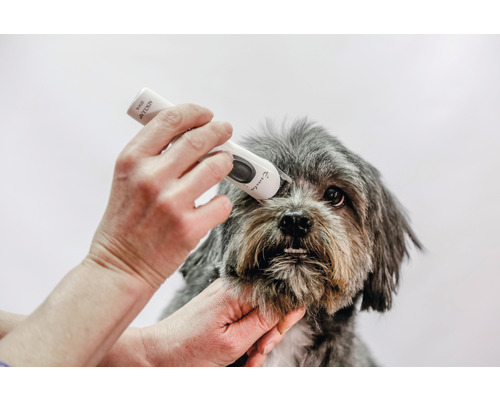 Hund wird mit einer Fellschneidemaschine geschoren