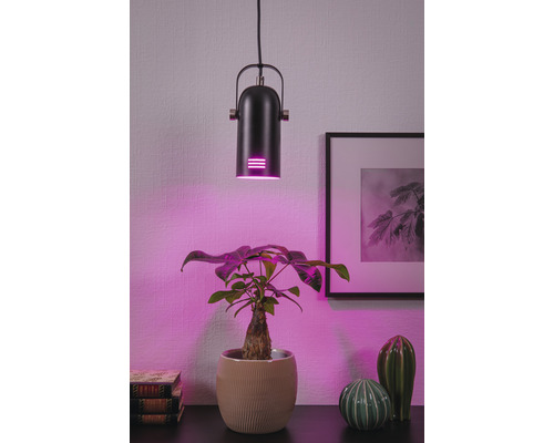 Pflanzenlampe über einer Topfpflanze auf einem Tisch.