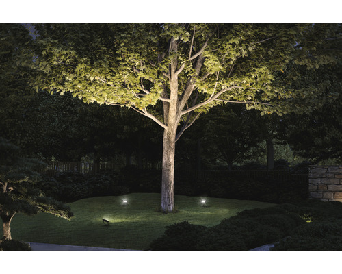 Jardin illuminé avec arbres et arbustes
