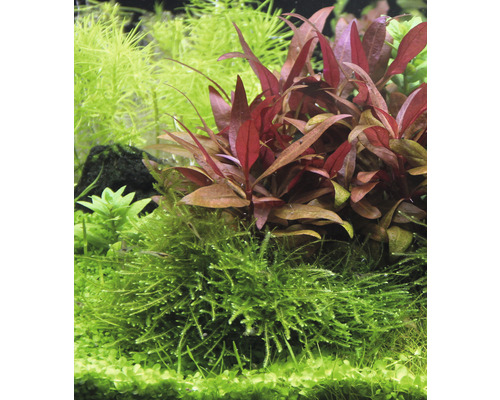 Plantes d''aquarium avec des feuilles vertes et rougeâtres