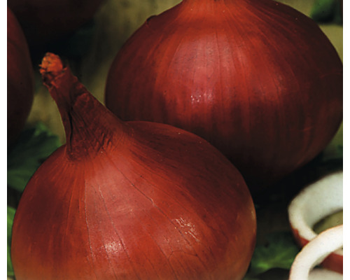 Oignons rouges