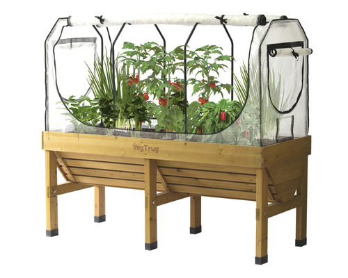 Jardinière surélevée avec plants de tomates et châssis de couche