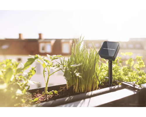 Balkonkasten mit Gemüsepflanzen und einem Bodensensor
