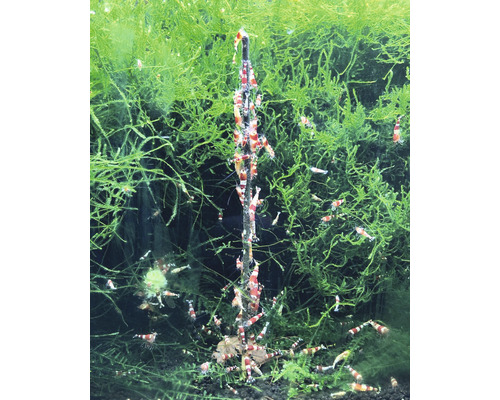 Aquarium avec crevettes sur une tige d''alimentation