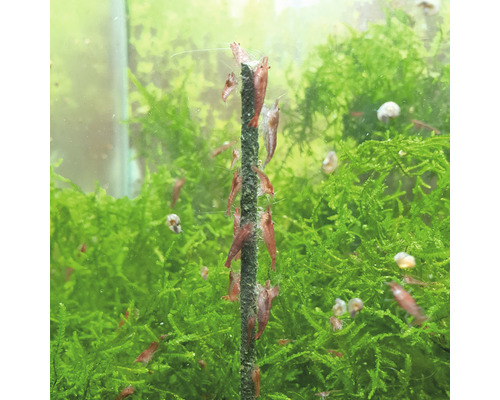 Aquarium avec mousse et crevettes naines