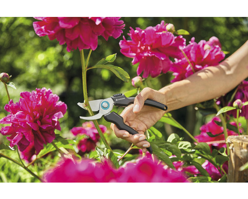 Eine Person benutzt eine Gartenschere, um eine Pflanze zu schneiden.