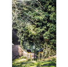 Scène de jardin avec table de bistrot et deux tabourets de bar devant un mur végétalisé