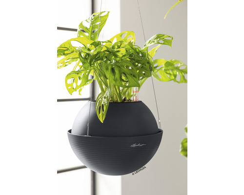 Plante suspendue dans un pot rond et foncé avec système d''irrigation de la marque Lechuza