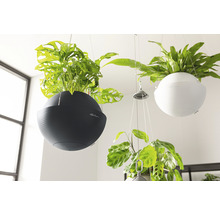 Plantes d''intérieur suspendues dans des pots ronds avec le logo Lechuza.