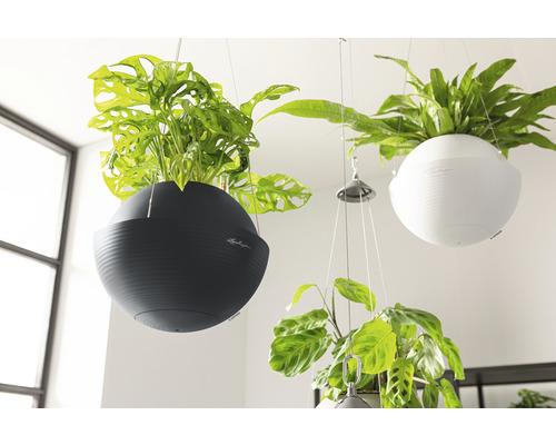 Plantes d''intérieur suspendues dans des pots ronds avec le logo Lechuza.